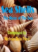 Seashells The Music Of The Sea